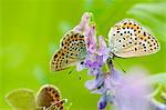 Butterfly on flower