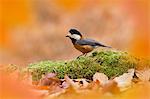 Varied Tit