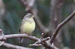 Black-Faced Bunting