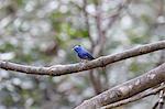 Black-Naped Monarch