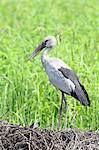 Asian Openbill