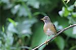 Eyebrowed Thrush