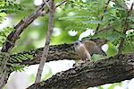 Japanese Sparrowhawk