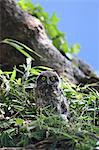 Brown Hawk-Owl