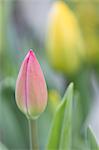 Tulip field