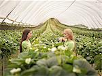 Workers checking strawberry plants in polytunnel on fruit farm