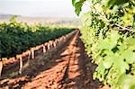 New growth in vineyard, Galilee, Israel