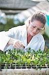 Female scientist feeding plant samples with pipetted liquid