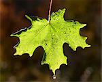 A bright green maple leaf against a dark background, lit by the sun. Autumn.