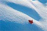 A red autumnal coloured maple leaf against snow.