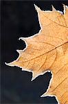 A large maple leaf with the light shining through, in autumn.