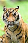 Close-up of Sumatran Tiger (Panthera tigris sumatrae) on Meadow in Summer, Zoo Augsburg, Swabia, Bavaria, Germany