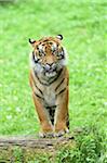 Portrait of Sumatran Tiger (Panthera tigris sumatrae) Standing on Log in Summer, Zoo Augsburg, Swabia, Bavaria, Germany