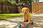 Labrador puppy sitting on skateboard