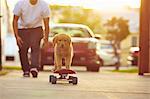 Labrador puppy on skateboard, owner following behind