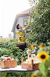 Woman picking apples in garden, Stockholm, Sweden