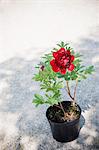 Red flower in pot