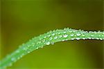 Water drops on grass, close-up