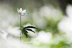 Close-up of anemone