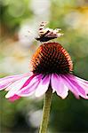 Butterfly on pink flower