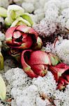 Close-up of tulips in bouquet