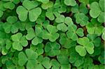 Close-up of Wood Sorrel (Oxalis acetosella) on Forest Floor in Late Summer, Upper Palatinate, Bavaria, Germany