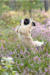 Portrait of Young Chug (Pug and Chihuahua mix) in Common Heather (Calluna vulgaris) in Late Summer, Upper Palatinate, Bavaria, Germany