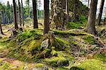 The primeval forest with mossed ground-HDR