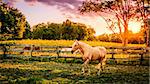 Beautiful palomino horse running across the pasture at sunset