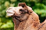 A closeup of the head of a bactrian camel