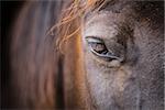 Close-up head shot of a horse in its stable, focused on its eye
