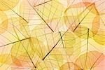 Colors of Autumn - Abstract transparent  Leaves Background