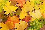 Colorful autumn maple leaves on wooden table