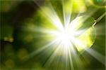 Abstract summer bokeh background with green leaves