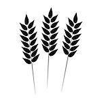 Wheat black icon on white background. Vector illustration