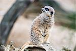 The Meerkat or Suricate, Suricata Suricatta, is a small carnivoran belonging to the Mongoose family (Herpestidae). It is the only member of the genus Suricata. Meerkats live in all parts of the Kalahari Desert in Botswana, in much of the Namib Desert in Namibia and south-western Angola, and in South Africa. A group of meerkats is called a "mob", "gang" or "clan".