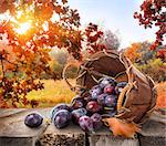 Plums in a basket on wooden table and autumn landscape