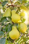 Pear trees laden with fruit in an orchard in the sun