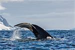 Adult humpback whale (Megaptera novaeangliae), flukes-up dive in Orne Harbor, Antarctica, Polar Regions