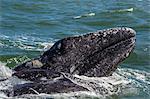 California gray whale (Eschrichtius robustus) calf with mother in Magdalena Bay, Baja California Sur, Mexico, North America