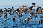 Adult Heermann's gulls (Larus heermanni) taking flight on Isla Rasita, Baja California, Mexico, North America