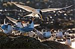 Breeding elegant terns (Thalasseus elegans) return to colony on Isla Rasa, Baja California Norte, Mexico, North America