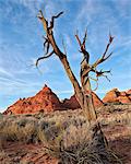 Dead juniper trunk and sandstone cones, Coyote Buttes Wilderness, Vermilion Cliffs National Monument, Arizona, United States of America, North America