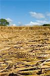 A field of cut straw and seedheads after the harvest of a ripe crop.