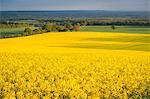 Rape field, Guildford, Surrey, England, United Kingdom, Europe