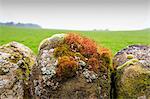 Moss and lichen on a dry stone wall near Elton on a murky spring day, Peak District National Park, Derbyshire, England, United Kingdom, Europe