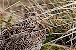 Magellanic snipe (Gallinago magellanica magellanica) hides in grassland, Sea Lion Island, Falkland Islands, South America