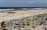 Southern elephant seals (Mirounga leonina) on beach with breaking wave, Sea Lion Island, Falkland Islands, South America