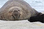 Little and Large, new born southern elephant seal (Mirounga leonina) pup with adult male bull, Sea Lion Island, Falkland Islands, South America