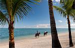 Horseback riders on the beach early in the morning at Le Morne Brabant, Mauritius, Indian Ocean, Africa